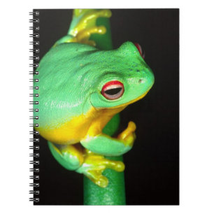 Australian Red Eye Treefrog, Litoria chloris, Spiral Notebook