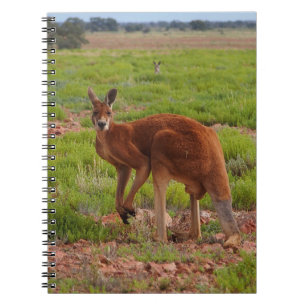 Australian red kangaroo notebook