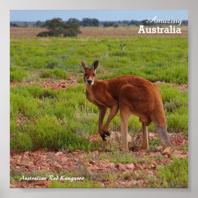 Australian Red Kangaroo poster (Front)