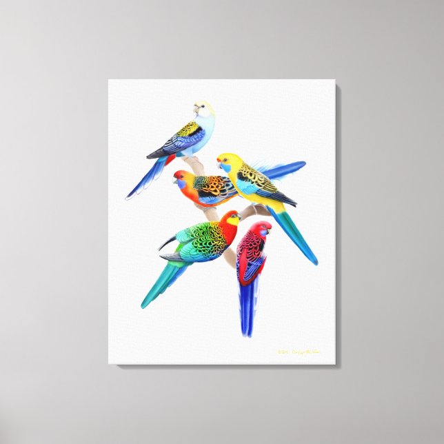 Australian Rosella Parrots Wrapped Canvas (Front)