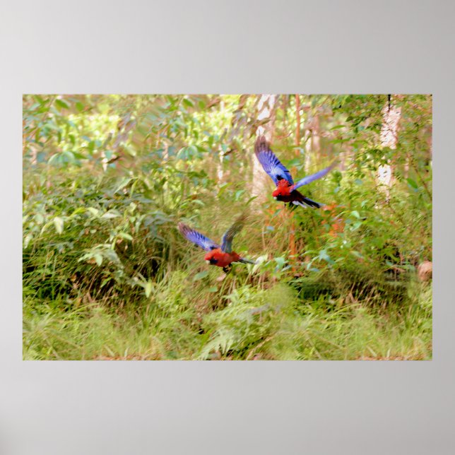 Australian Rosellas Poster (Front)