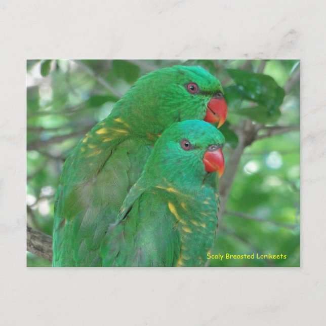 Australian Scaly Breasted Lorikeets Postcard (Front)