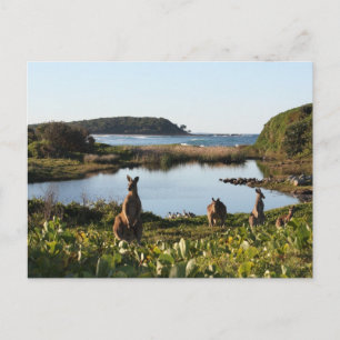 Australian Scene Postcard