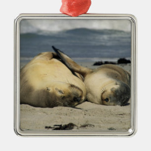 Australian Sea Lions, Neophoca cinerea), Metal Tree Decoration
