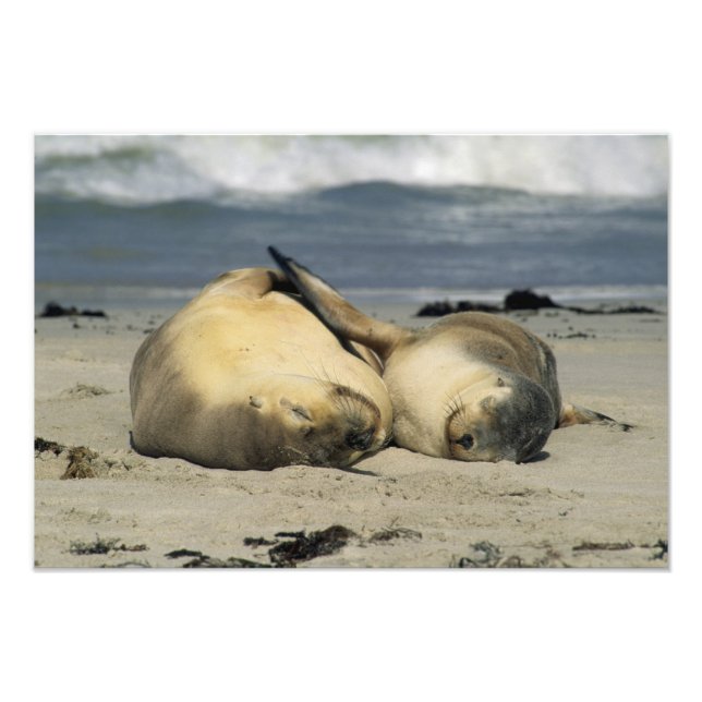Australian Sea Lions, Neophoca cinerea), Photo Print (Front)