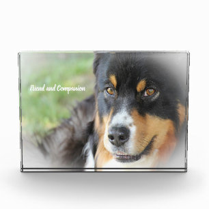 Australian Shepard Dog. Photo Block