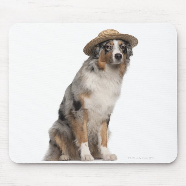 Australian Shepherd (10 months old) wearing a Mouse Pad (Front)