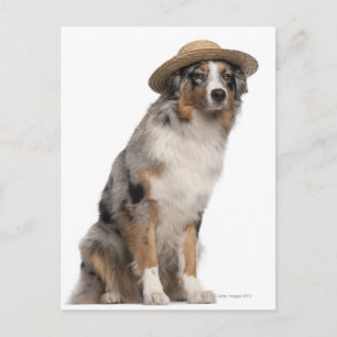 Australian Shepherd (10 months old) wearing a Postcard