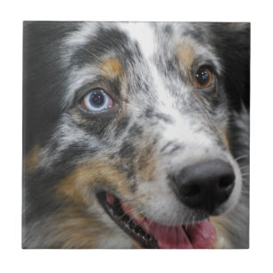 australian-shepherd-32.jpg tile