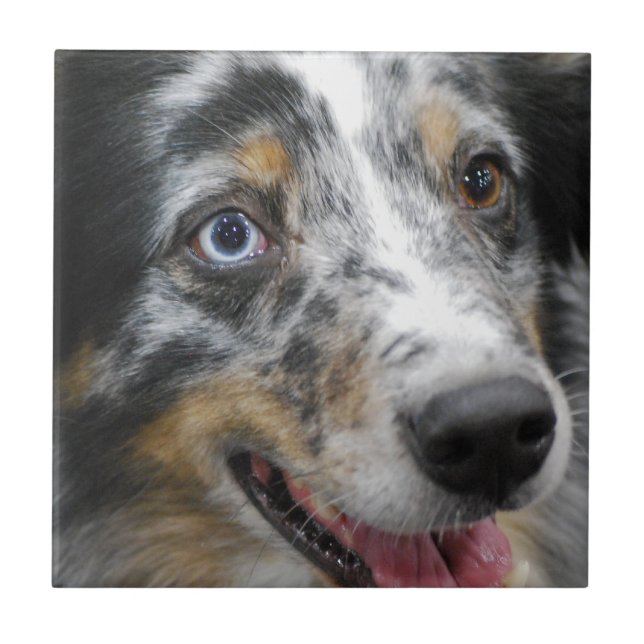 australian-shepherd-32.jpg tile (Front)