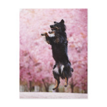 Australian Shepherd and Cherry Blossoms