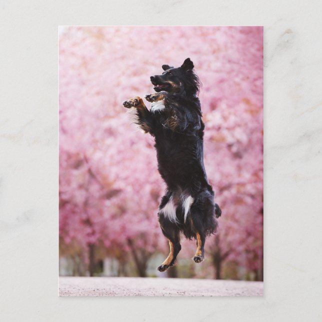 Australian Shepherd and Cherry Blossoms Postcard (Front)