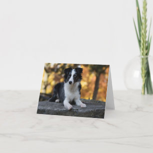 Australian Shepherd Aussie Dog Hello Friendship Card