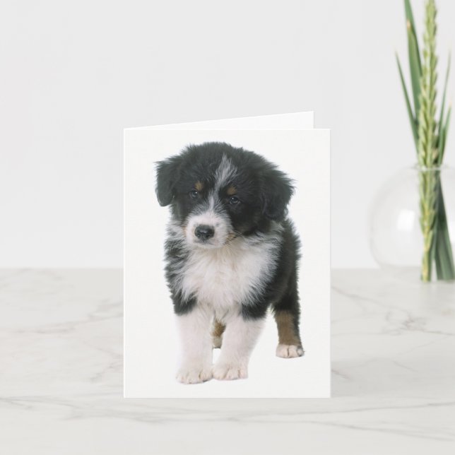 Australian Shepherd Aussie Puppy Dog  Hello Love Card (Front)