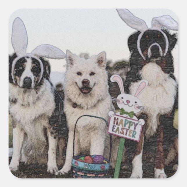 Australian shepherd, Aussie, Shepherd Square Sticker (Front)