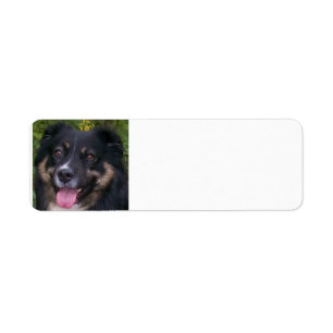 australian shepherd black tri