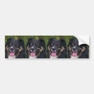 australian shepherd black tri bumper sticker