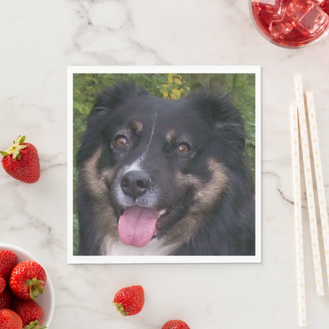 australian shepherd black tri napkin (Insitu)