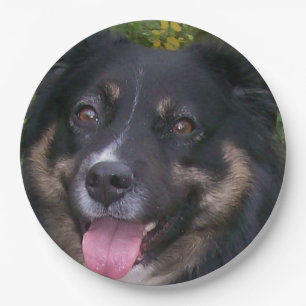 australian shepherd black tri paper plate