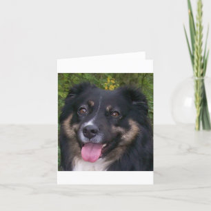 australian shepherd black tri thank you card