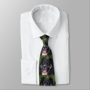 australian shepherd black tri tie