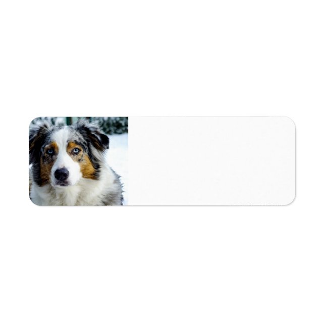 australian shepherd blue merle 3 (Front)