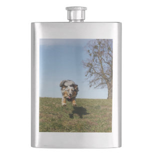 australian shepherd blue merle jumping hip flask