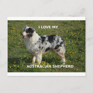 australian shepherd blue merle love w pic postcard