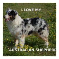 australian shepherd blue merle love w pic