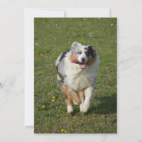 Australian shepherd blue merle running