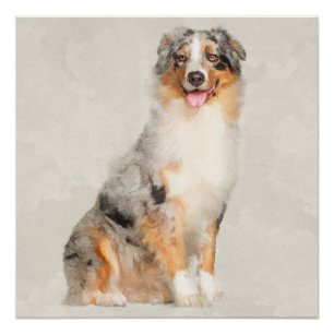 Australian Shepherd - Blue Merle Watercolor Poster