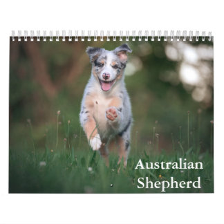 Australian Shepherd Calendar