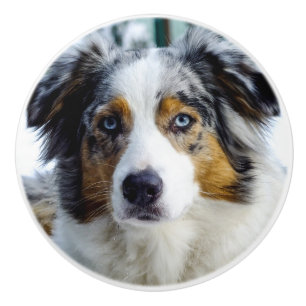 Australian Shepherd Ceramic Knob