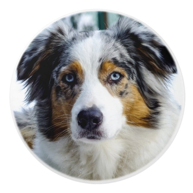 Australian Shepherd Ceramic Knob (Front)