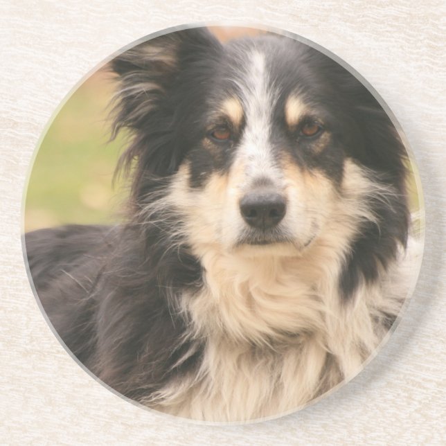 Australian Shepherd Coasters (Front)