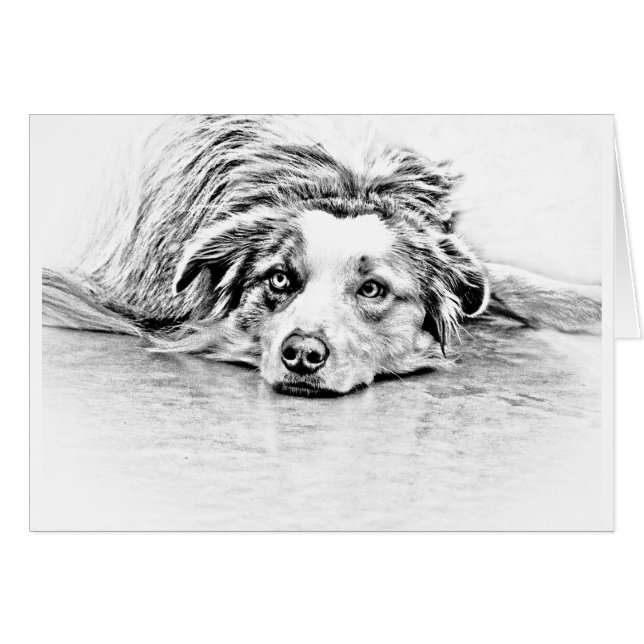 Australian Shepherd dog art (Front Horizontal)