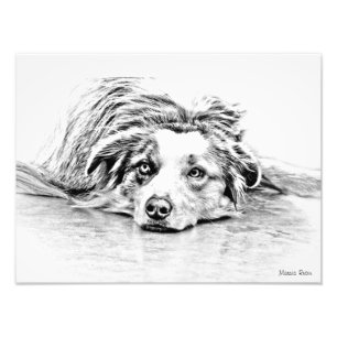 Australian Shepherd dog art Photo Print