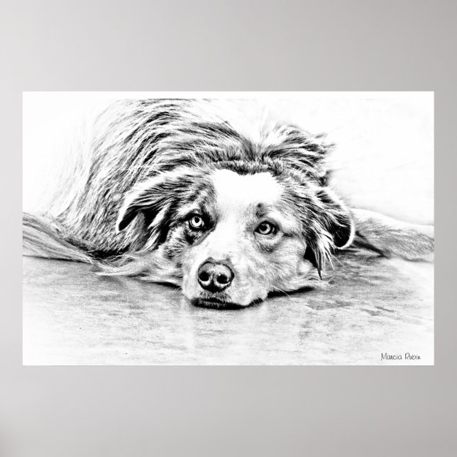 Australian Shepherd dog art Poster (Front)
