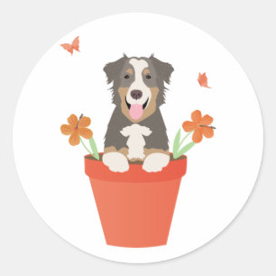Australian Shepherd Dog In Flower Pot Classic Round Sticker