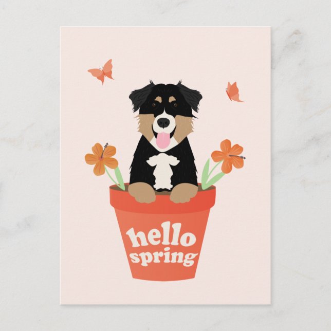 Australian Shepherd Dog In Flower Pot Postcard (Front)