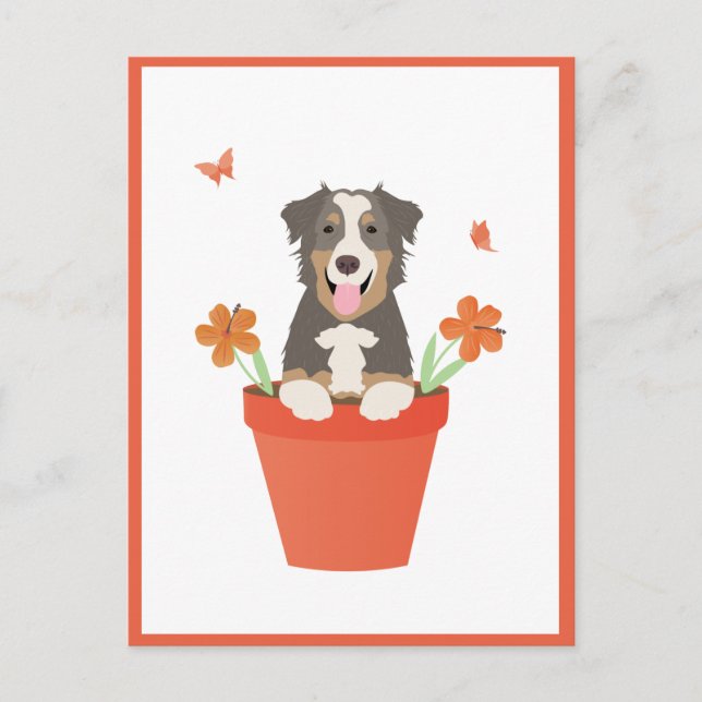 Australian Shepherd Dog In Flower Pot Postcard (Front)