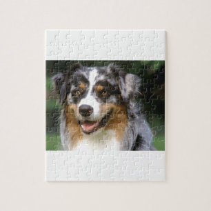 Australian Shepherd Dog Jigsaw Puzzle