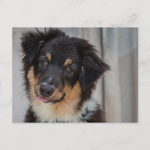 Australian Shepherd Dog Postcard