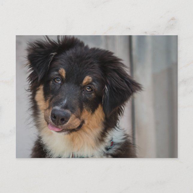 Australian Shepherd Dog Postcard (Front)