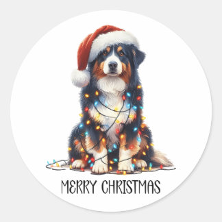 Australian Shepherd Dog Wrapped in Christmas Light Classic Round Sticker
