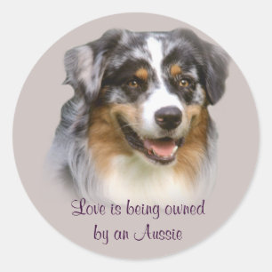Australian Shepherd Fabulous Sticker