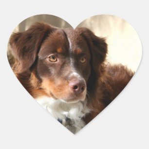 Australian Shepherd Heart Sticker
