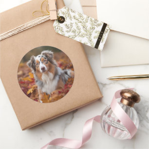 Australian Shepherd  in Autumn Leaves Fall Inspire Classic Round Sticker