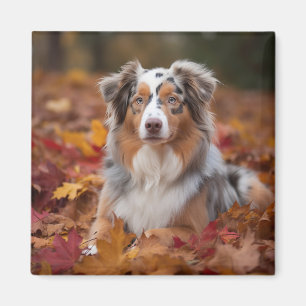 Australian Shepherd in Autumn Leaves Fall Inspire Magnet