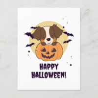 Australian Shepherd In Pumpkin Cute Happy